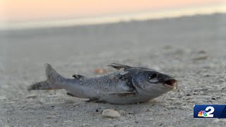 Red tide creeping farther south what it means for residents and visitors [upl. by Eelrebmyk996]