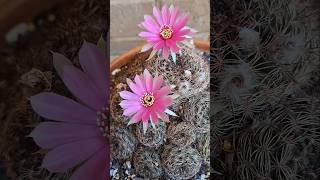 Cactus Lobivia In Bloom [upl. by Eenitsed]