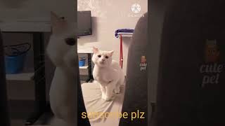 Cutecatviralshort viralvideo youtube youtubeshorts tiktok funny love cartoon cuteanimal [upl. by Dot]