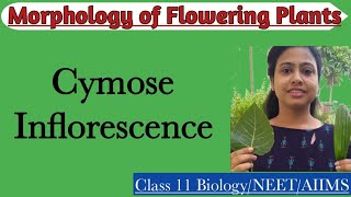 Cymose Inflorescence  Ch5 Morphology of Flowering Plants  Class 11 Biology NEET AIIMS [upl. by Yelsha]