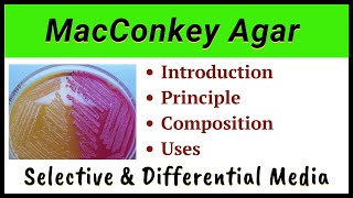 MacConkey Agar  Composition of McConkey agar [upl. by Stephana]