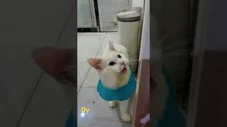 Kucing menkun putih siap ikut show se aseancat catlover catcute kucingkontes [upl. by Latsyc191]