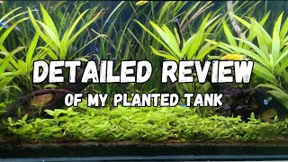 All about my lowtech planted aquarium [upl. by Stinson476]