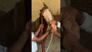 Nasogastric intubation in horses 🐎 pipe method shortsfeed horselover trendingshorts viralshort [upl. by Mel]