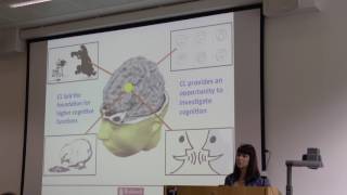 Dr Gillian Forrester  Cerebral lateralization and the evolution of human cognition [upl. by Lleunamme]