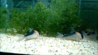 New acquisition Seven Corydoras duplicareus in QT [upl. by Madison]