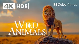 ULTIMATE WILD ANIMALS 4K HDR 60 FPS  4K Video [upl. by Dyraj607]