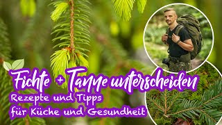 Fichte und Tanne unterscheiden  Rezepte amp Tipps für Küche und Gesundheit 🌲 [upl. by Asek]