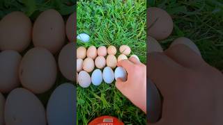 Making A Colored Chicken Egg Pattern [upl. by Lora]