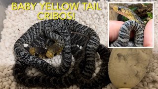 MY YELLOW TAIL CRIBOS HATCHED [upl. by Rhona318]