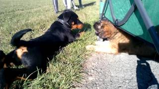 Rottweiler amp Briard Puppies [upl. by Melvyn669]