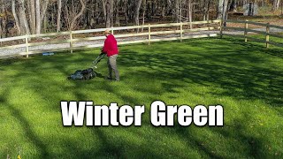 Winter Rye Grass Lawn Care [upl. by Ardine]