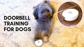 How we trained our Havanese to use a doorbell [upl. by Nyrb]