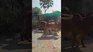 🙏🏻🥹🐂 youtube youtubeindia youtubeshorts like viralvideo [upl. by Narat]