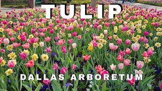 Tulip Festival Dallas 2024  Dallas Arboretum and Botanical Gardens Tour  Dallas Arboretum Visit [upl. by Oahc]