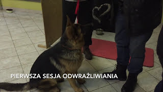 Odwrażliwianie psa na czynności pielęgnacyjne [upl. by Marielle635]