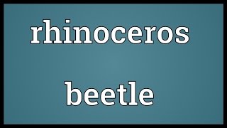 Rhinoceros beetle Meaning [upl. by Jone859]