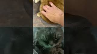 Where is Cats head  😲  short video  like and subscribe [upl. by Hsitirb]