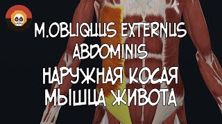 Наружная косая мышца живота mobliquus externus abdominis 3D Анатомия [upl. by Arytahs]