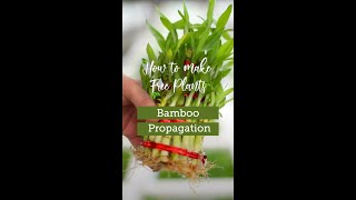 How To Make Free Plants  Lucky Bamboo [upl. by Naz]