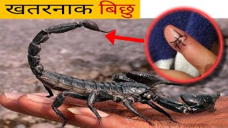 दुनिया के 5 सबसे खतारनआक बिछु  top 5 dangerous scorpions in the world [upl. by Suh]