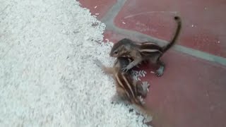 Baby squirrel Sounds  Squirrel Sounds Mother squirrel  Anil [upl. by Yalhsa509]