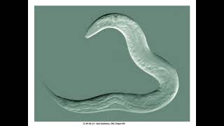 Nematoda [upl. by Raphael770]