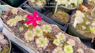 5 Easiest Carnivorous Houseplants [upl. by Remsen132]