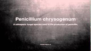 Medical vocabulary What does Penicillium chrysogenum mean [upl. by Nanci552]