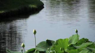 Sacred Lotus Bloom in the Japanese Garden [upl. by Anaytat]