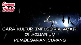 Cara Membuat Kultur Infusoria Abadi Satu Aquarium [upl. by Dustman76]