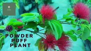 Calliandra plant  Powder puff  Summer plant plant  Care tips and propagation [upl. by Acinorej]