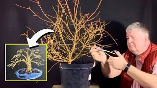 How To Starting A New Bonsai Tree  Cornus Midwinter Fire [upl. by Jenness]