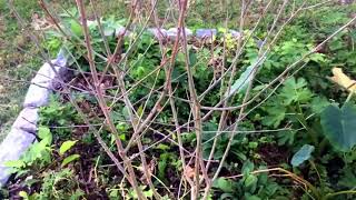 How to Identify Aronia Chokeberry Bushes [upl. by Pas]