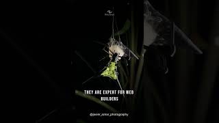 Spiny Orb Weaver Spiders Masters of Color and Camouflage 🕷️ [upl. by Hamian]