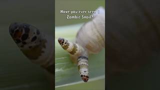 The Reason behind The Zombie Snail 🧟‍♀️🐌 [upl. by Naugan]