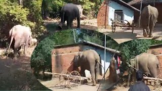 village attack by elephant [upl. by Nauqyaj]