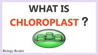 Chloroplast  Location Characteristics Structure amp Function [upl. by Aiden]