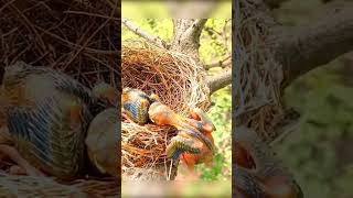 Birds nest cuckoo known as aggressive chicks survival nest 🪹 [upl. by Arluene166]