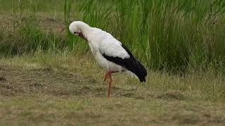 White stork in Denmark Rens 26 august 2024 [upl. by Inama]