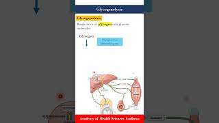 Glycogenolysis break down of glycogen into glucose molecules [upl. by Eskill]