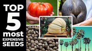 TOP 5 MOST EXPENSIVE SEEDS [upl. by Annavahs]