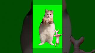 GREEN SCREEN DANCING CAT MEMECAT DANCING WITH Music GREEN SCREEN 1080P MEME TEMPLATE dancingcat [upl. by Isahella]