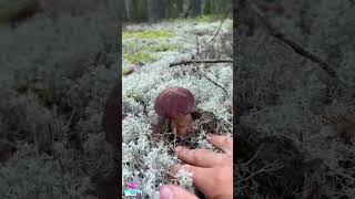 I didnt expect mushrooms to grow in such harsh weather conditions mushroomidentification [upl. by Thorsten154]