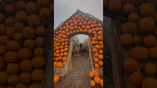 London Hobbledown pumpkin patch pumkinpatch hobbledown octoberinlondon lifeinlondon fallseason [upl. by Crutcher]