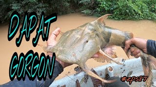 tahan jaring ikan sungai dugaan bila air besar ada hasil eps87 [upl. by Elnar]