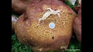 Boletus pinicola Temporada 2013 [upl. by Doughman]