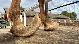 LONG HOOVES on ARABIAN STUD Horse Restoration [upl. by Diet]