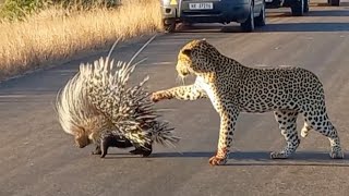 Hungry Leopard Gets Defeated By Prickly Porcupine [upl. by Silvan4]