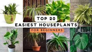 Top 20 Easiest Houseplants for Beginners [upl. by Dell]